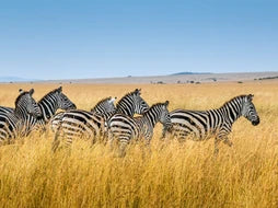 Join Ingane and Discover the Magic of African Wild: 10 ideas to get your kids connected with wildlife